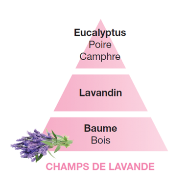 champs_de_lavande